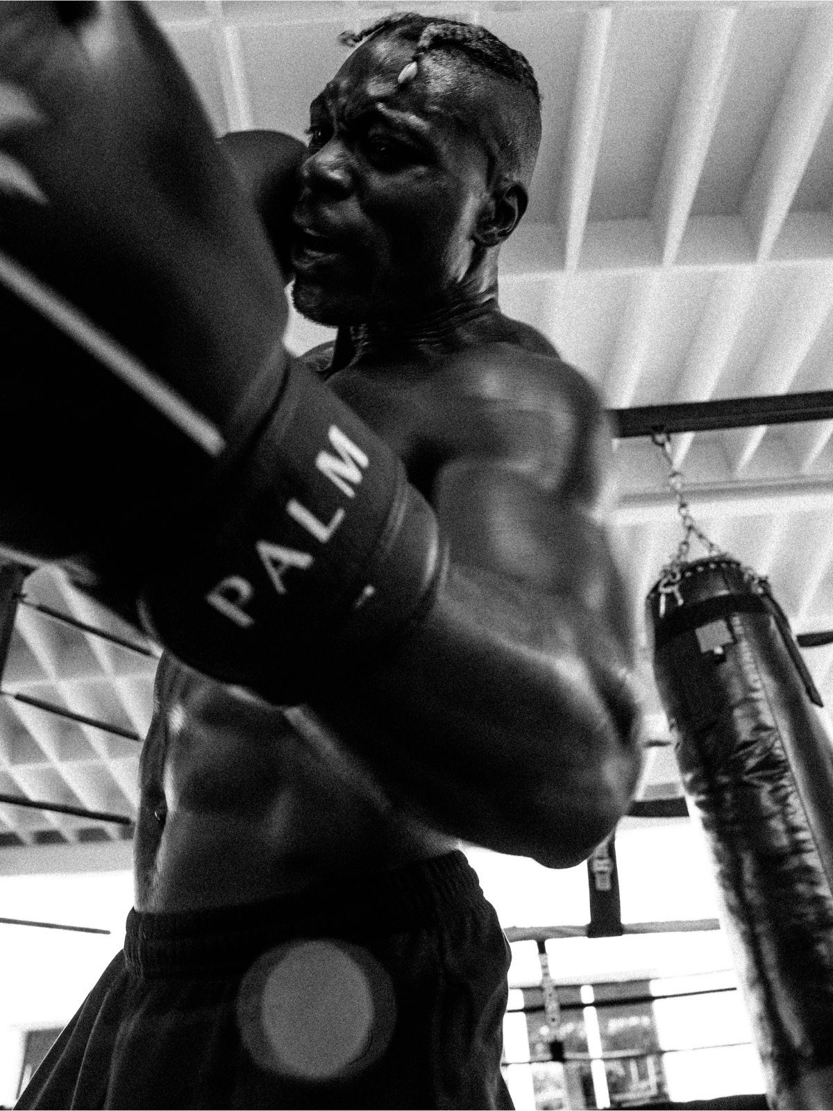 Palm Heights Boxing Gloves